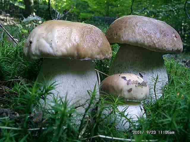  Image name: 23 Porcino.jpg 
 width: 640 pixel 
 height: 480 pixel 
 Size: 25616 bytes 
 Click to enlarge 